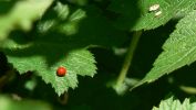 PICTURES/Gallery1/t_Ladybug On Leaf (114).JPG